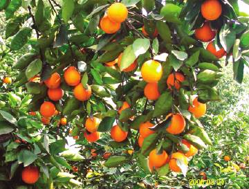 �����ĳ�