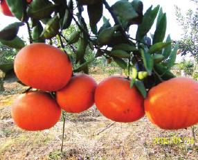 ����32(����)