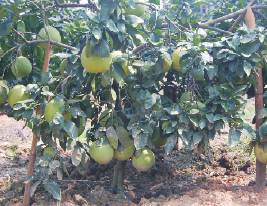 �Ѷ��gϪ����