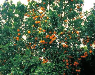 ���޿�Ѫ����ϵ