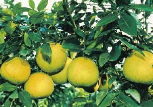 ǿ���պ�����(��������)