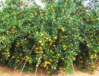 �Ϸ����٣����ݼ�Ҷ�Ϸ�)