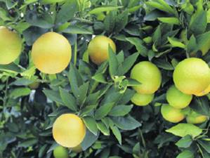 �¶����ĳ�