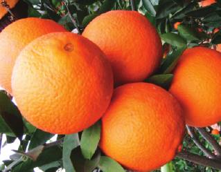 ��������(�������)