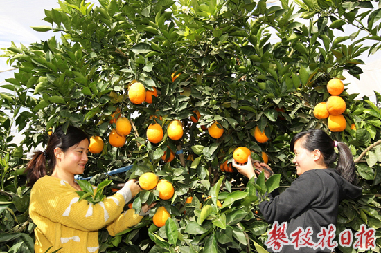 脐橙防虫网怎么搭_老师怎么画(3)