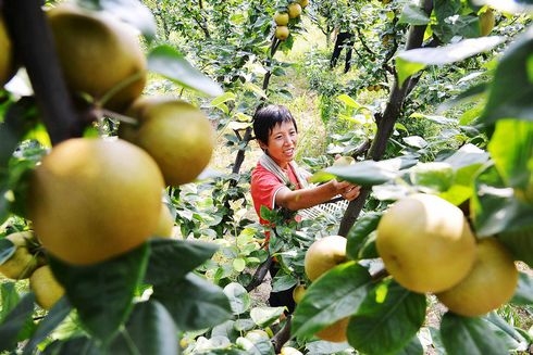 5万亩翠冠梨进入采摘期,预计总产量1.5万吨.