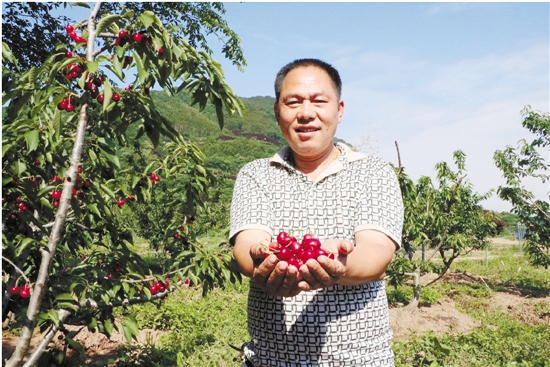 时值初夏,记者跟随岩坑村村委会主任王华永来到车厘子种植基地