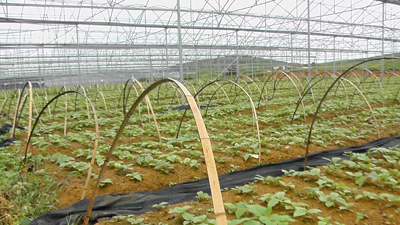 中国果业网:黔西南州:雨樟猕猴桃幼苗长势喜人