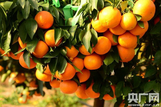 中国果业网:宁波象山优质柑橘结硕果 亩产最高