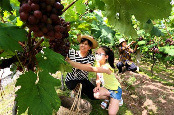 王彬彬)近日,重庆云阳县盘龙街道长安社区云杨葡萄基地热闹非凡,游客